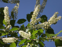 kwiat_1508