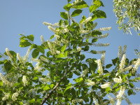 kwiat_1509