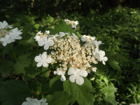 kwiat_1510