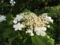 kwiat_1511
