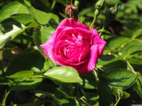 kwiat_1512