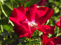 kwiat_1513