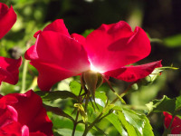 kwiat_1514