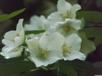 kwiat_1515