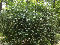 kwiat_1516