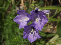 kwiat_1517