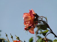 kwiat_1519