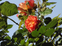 kwiat_1520