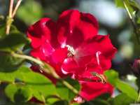 kwiat_1521