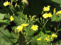 kwiat_1522