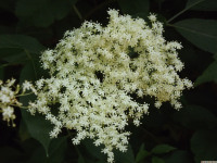 kwiat_1523