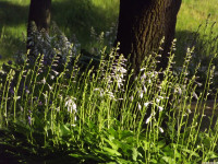 kwiat_1524