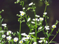 kwiat_1525
