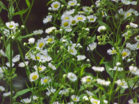kwiat_1526
