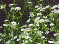 kwiat_1527