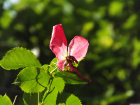 kwiat_1530