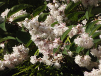 kwiat_1531
