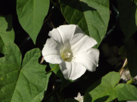 kwiat_1532