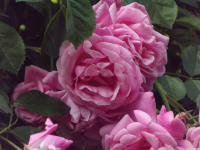 kwiat_1535