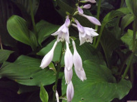 kwiat_1536