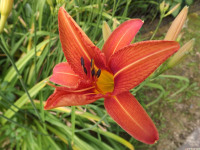 kwiat_1539