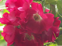 kwiat_1541