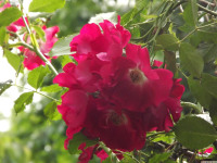 kwiat_1542