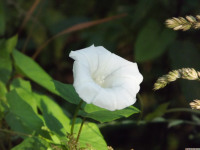 kwiat_1543