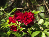 kwiat_1544
