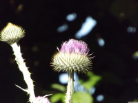 kwiat_1545