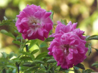 kwiat_1546