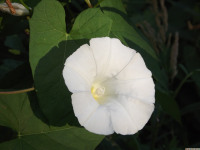 kwiat_1547