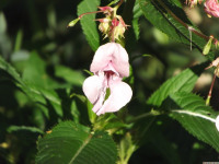 kwiat_1548