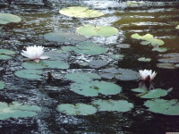 kwiat_1550
