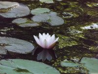kwiat_1551