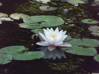kwiat_1552