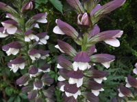 kwiat_1554