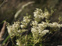 kwiat_1555