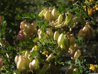 kwiat_1556