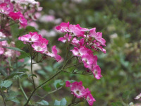 kwiat_1557