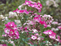 kwiat_1558