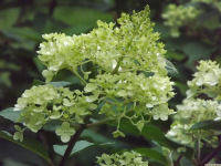 kwiat_1559