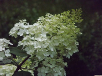 kwiat_1560