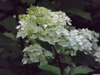 kwiat_1561