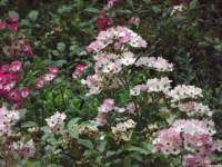 kwiat_1562