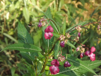 kwiat_1563