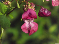 kwiat_1564
