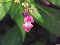 kwiat_1565