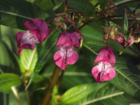 kwiat_1566