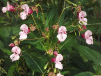 kwiat_1567